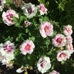 Eyes for You (PEJbigeye, Pejambigeye, Blue eyes) plikomis šaknimis