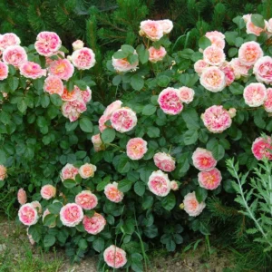 Cesar (MEIsardan) plikomis šaknimis