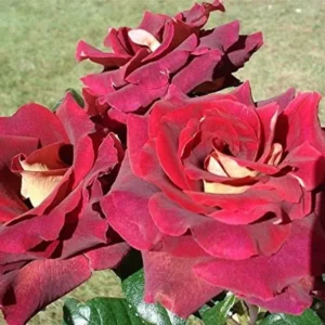 Eddy Mitchell (MEIrysett, Garden Director Bartje Miller, Black Gold, Dark Knight, Dark Night) plikomis šaknimis