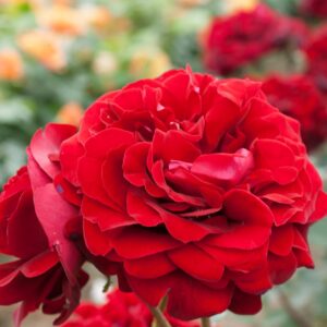 Katherine Renaissance (Poulren027) plikomis šaknimis