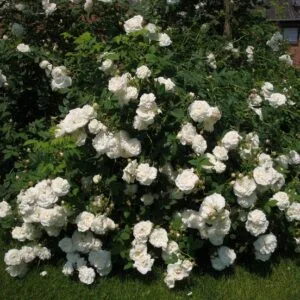 Mme Plantier (The Bride's Rose, Madame Plantier) plikomis šaknimis