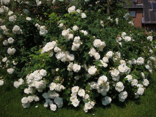 Mme Plantier (The Bride's Rose, Madame Plantier) plikomis šaknimis