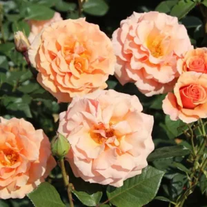 Paco Rabanne (Adaharlu) plikomis šaknimis