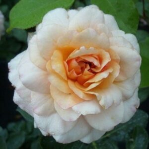 Marjolaine plikomis šaknimis