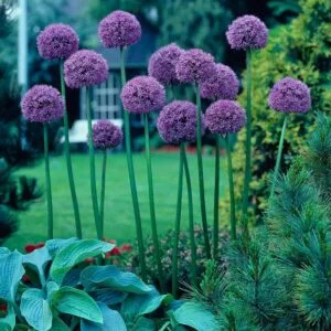 Allium Gladiator