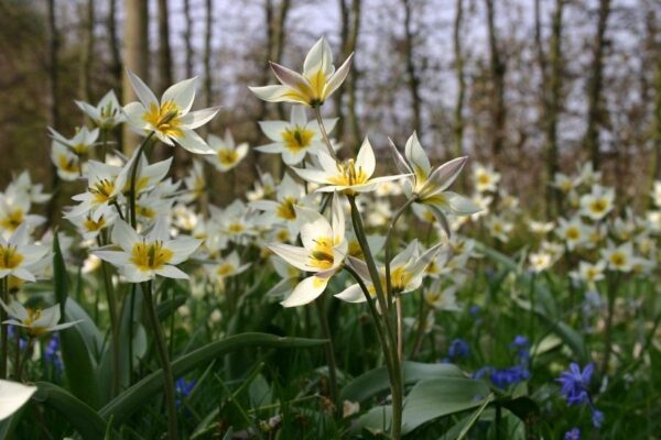 Tulpė Turkestanica - Image 3