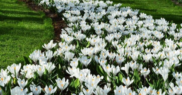 Krokus Jeanne d'arc large flowering