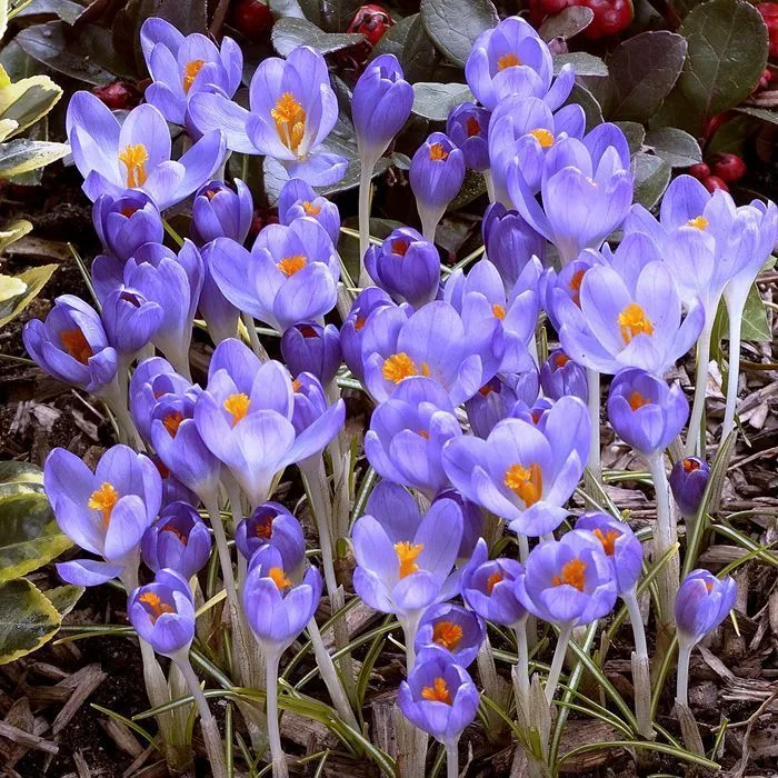 Krokus Barr's purple tommasianus