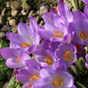 Krokus Barr's purple tommasianus