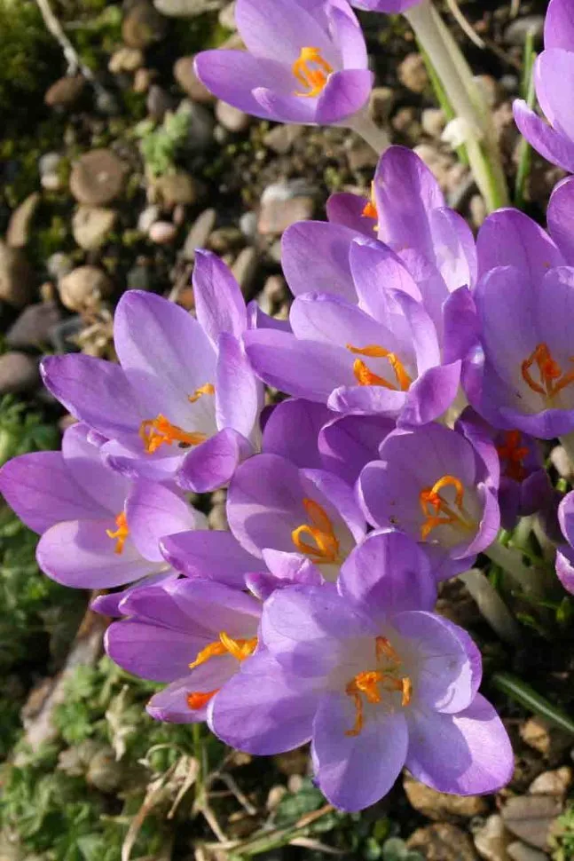 Krokus Barr's purple tommasianus