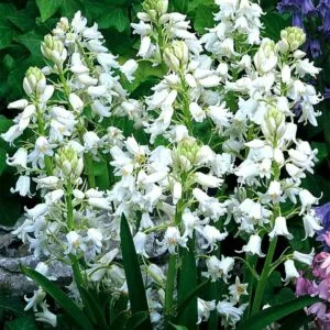 Hyacinthoides white hispanica