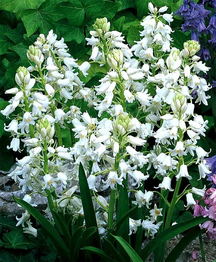 Hyacinthoides white hispanica
