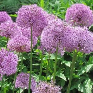 Allium Aflatunense (hollandicum)