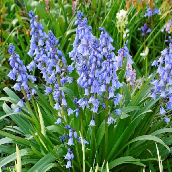 Hyacinthoides blue hispanica