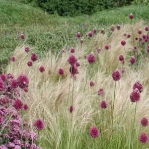 Allium Sphaerocephalon