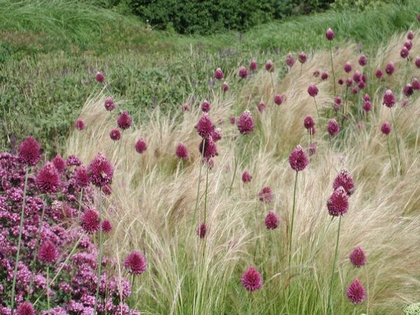 Allium Sphaerocephalon