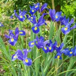 Iris blue magic hollandica