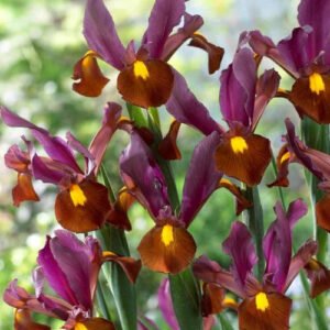 Iris red ember hollandica