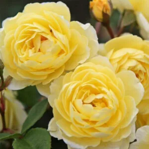 LEMON SILUETTA plikomis šaknimis