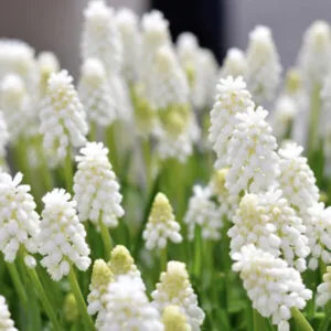 Muscari Siberian Tiger