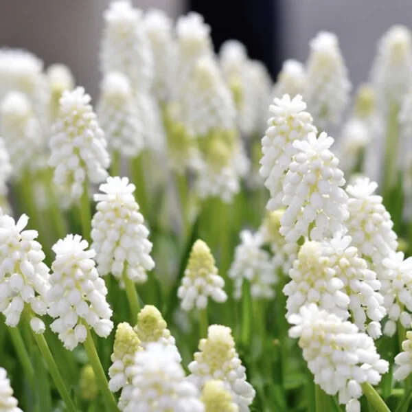 Muscari Siberian Tiger