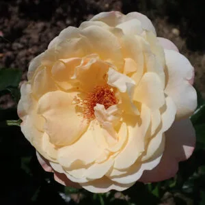 HERMANN HESSE ROSE plikomis šaknimis