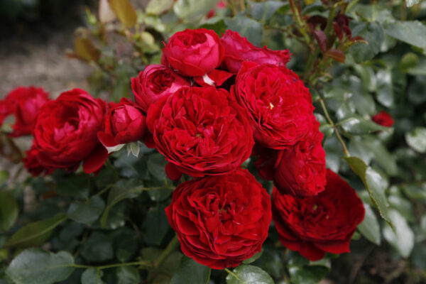 Rotkappchen (Chaperon Rouge, KORcasima, Maranello Rose, Red Riding Hood - Fairy Tale) plikomis šaknimis