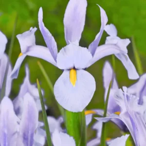 Iris king mauve hollandica