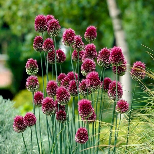 Allium Sphaerocephalon - Image 2