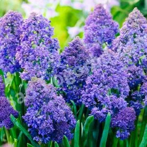 Muscari fantasy creation armeniacum