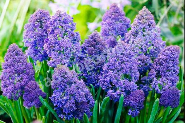 Muscari fantasy creation armeniacum