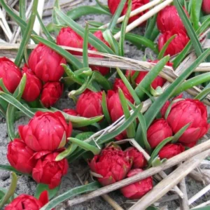 Tulpė botaninė Pulchella tete a tete