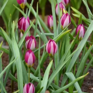 Tulpė botaninė Pulchella persian pearl