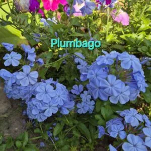 Plumbago vazonas