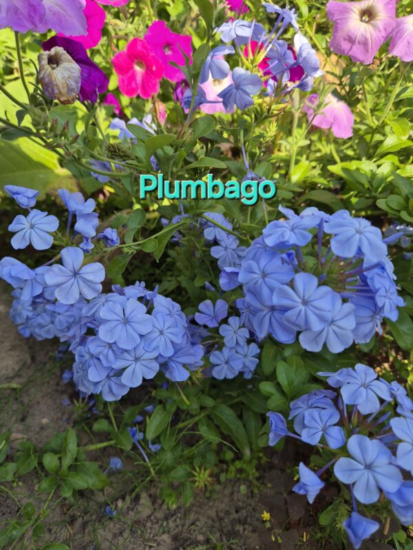 Plumbago vazonas