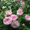 Glenrose vazone