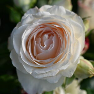 Key Largo plikomis šaknimis