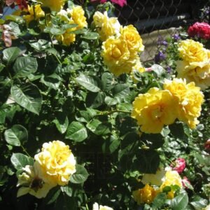 Sommergold plikomis šaknimis