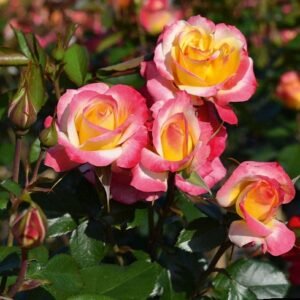 Euphoria plikomis šaknimis