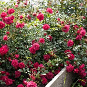 Rody plikomis šaknimis