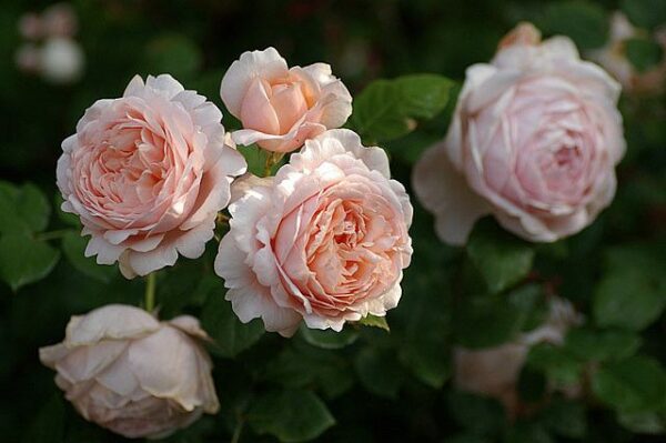 Ambridge rose plikomis šaknimis
