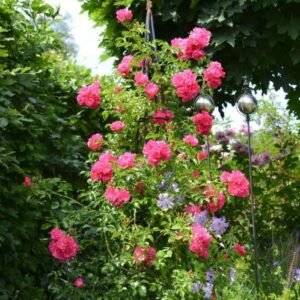 Heidetraum plus     plikomis šaknimis