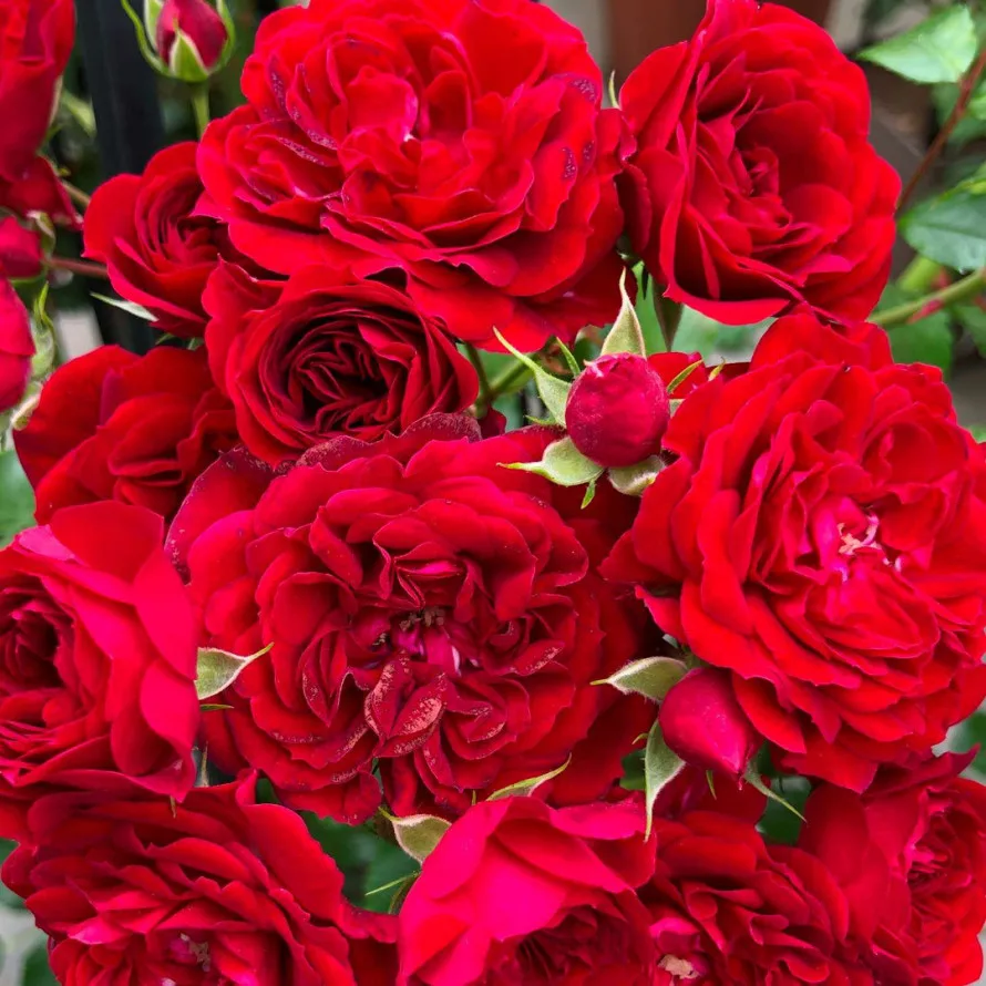 Crimson Siluetta plikomis šaknimis