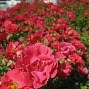 Heidefeuer (Red Flower Carpet) plikomis šaknimis