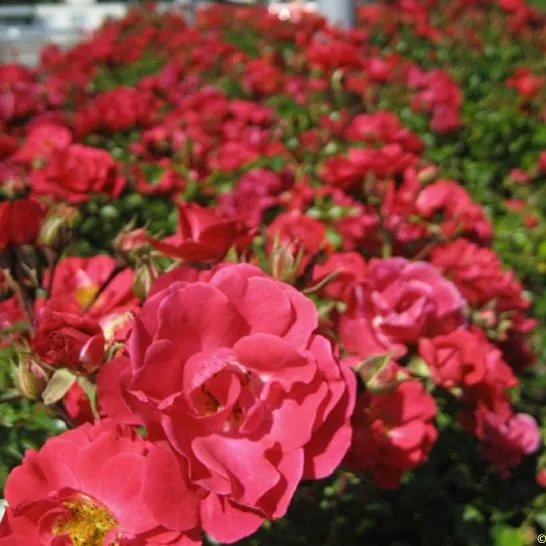 Heidefeuer (Red Flower Carpet) plikomis šaknimis