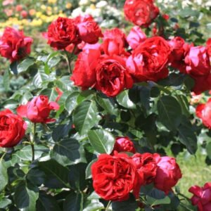 Red Eden rose(Eric Tabarly) plikomis šaknimis