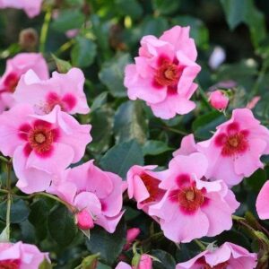 Orienta farina plikomis šaknimis