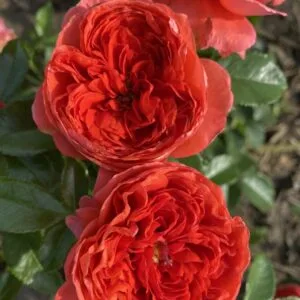 Raspberry rose plikomis šaknimis