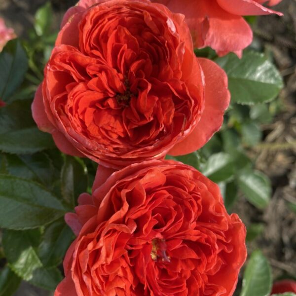 Raspberry rose vazone