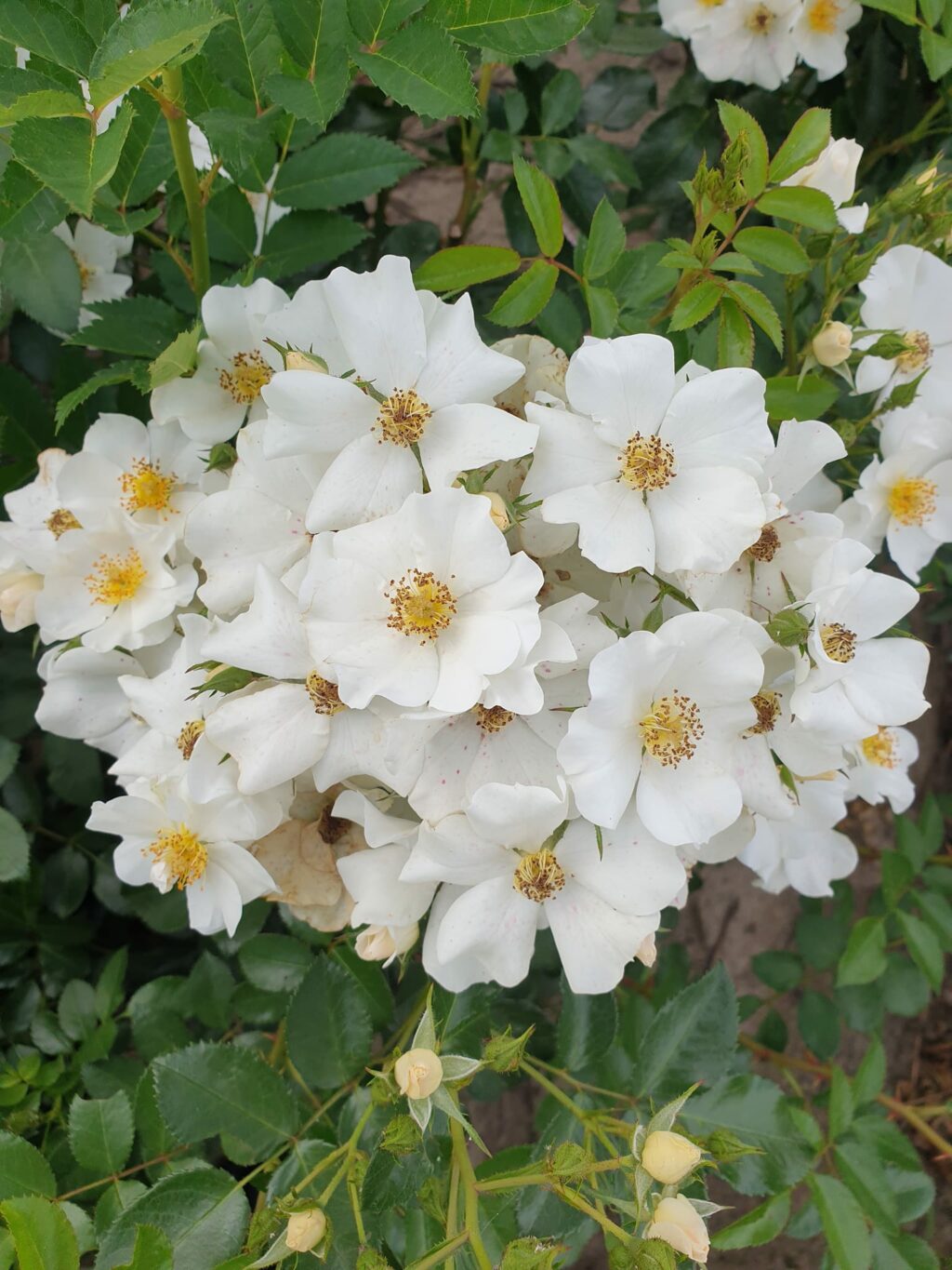 WINTER IS COMING® syn. Pegasus vazone